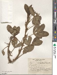 Arachis hypogaea image