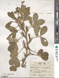 Arachis hypogaea image