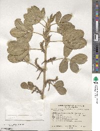 Arachis hypogaea image