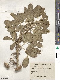 Arachis hypogaea image