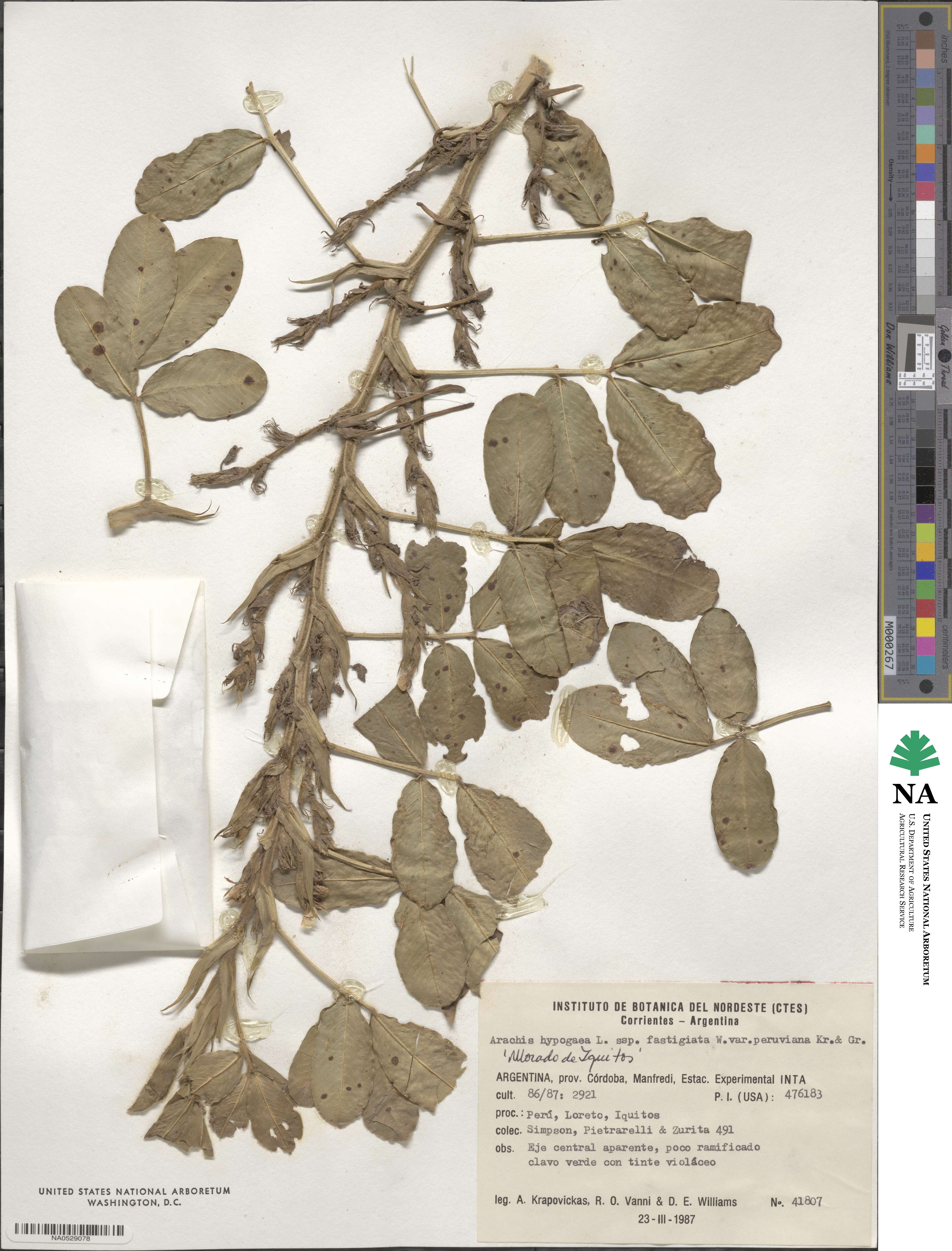 Arachis hypogaea image