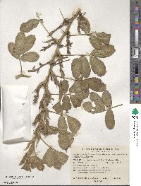 Arachis hypogaea image