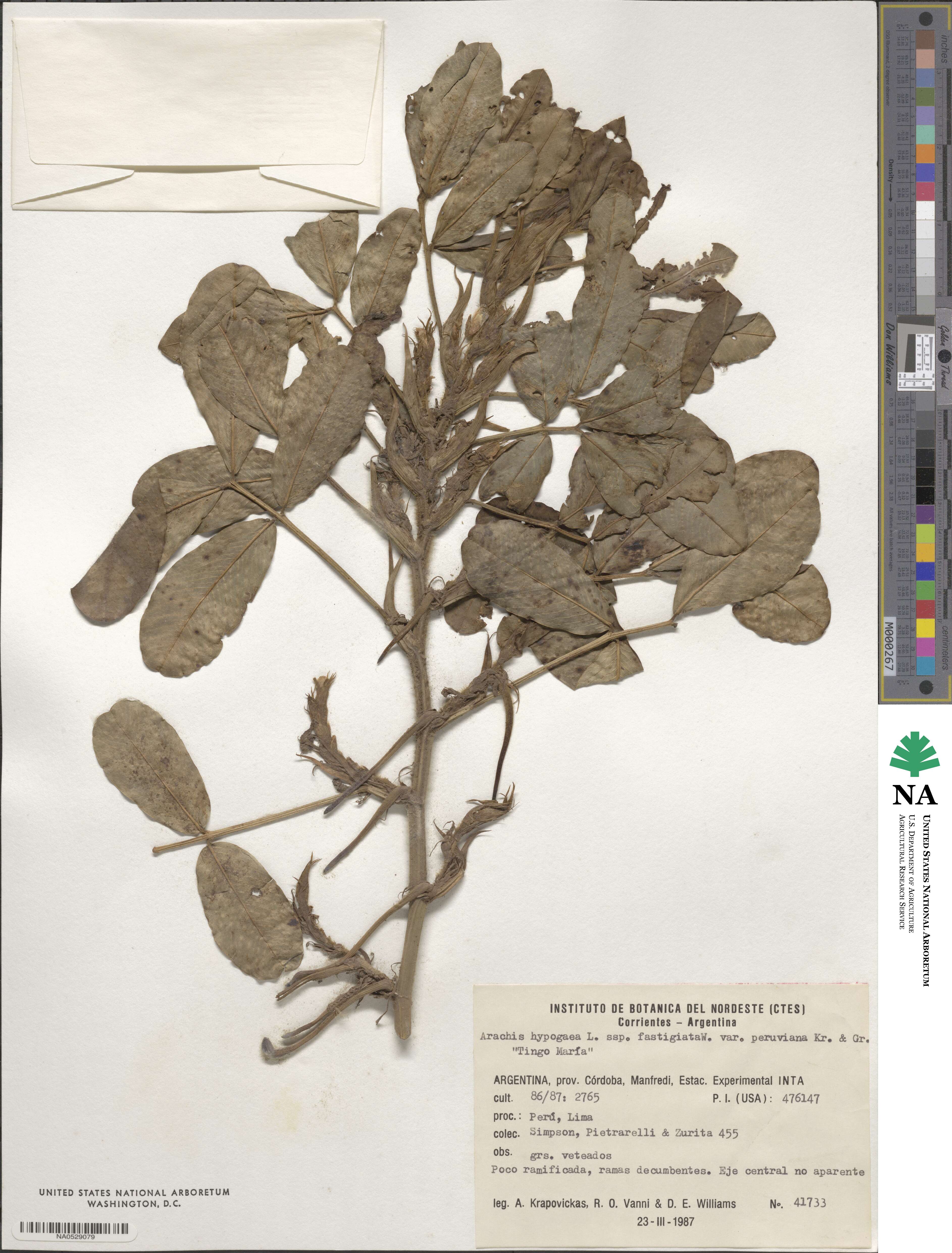 Arachis hypogaea image