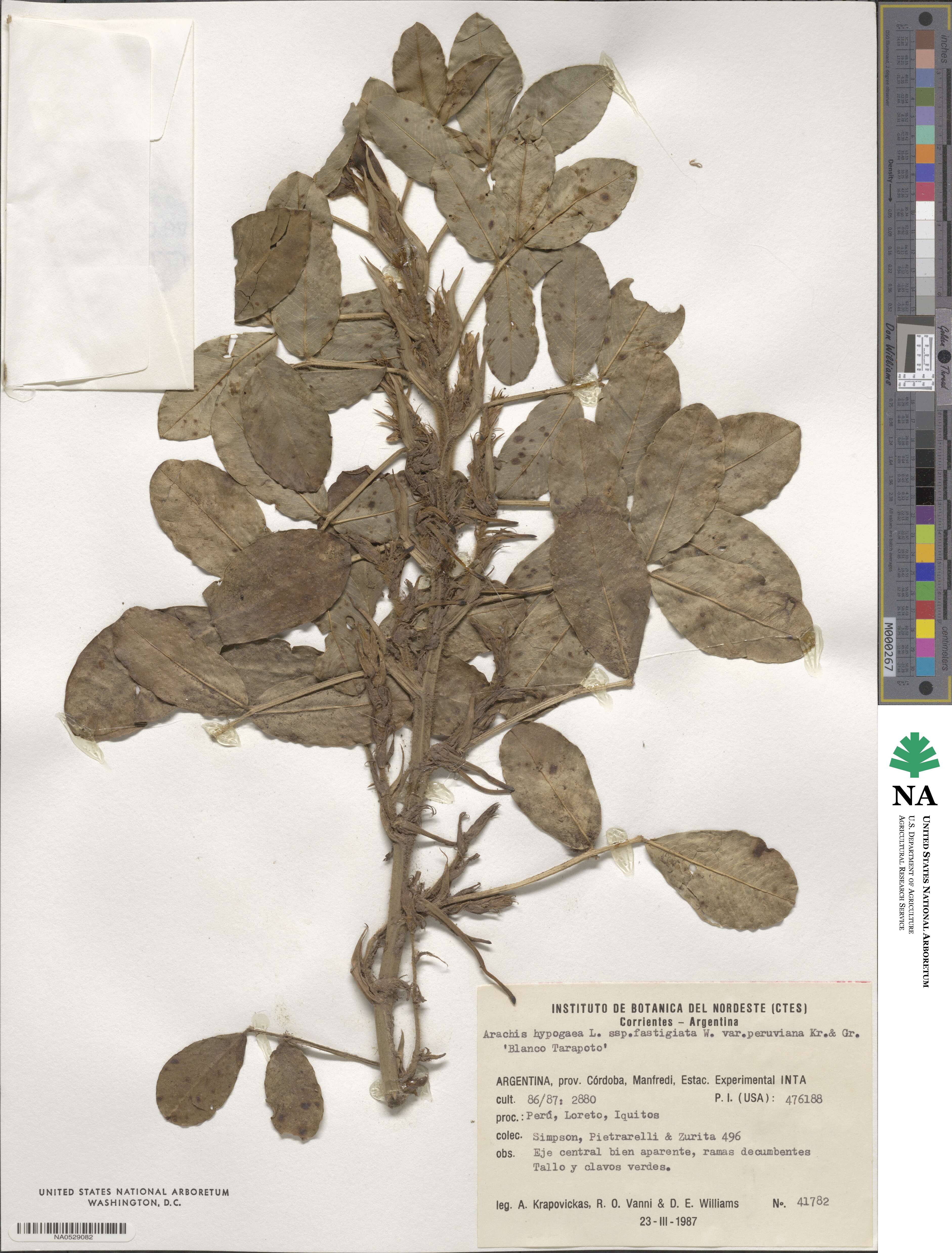 Arachis hypogaea image