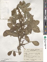 Arachis hypogaea image