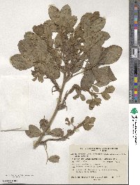 Arachis hypogaea image