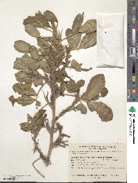 Arachis hypogaea image