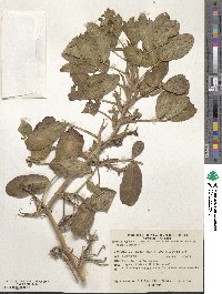 Arachis hypogaea image