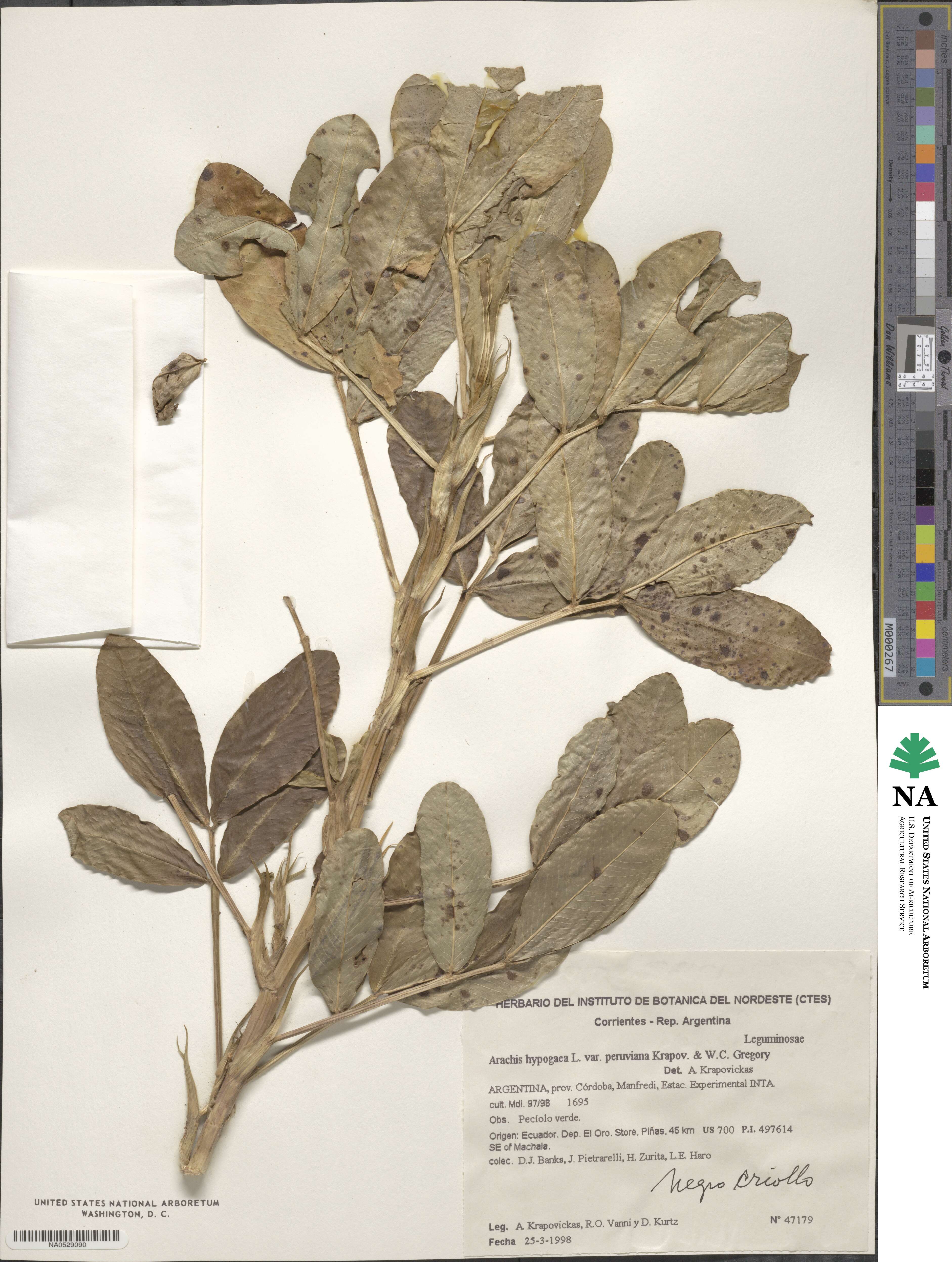 Arachis hypogaea image