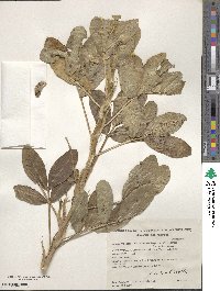 Arachis hypogaea image