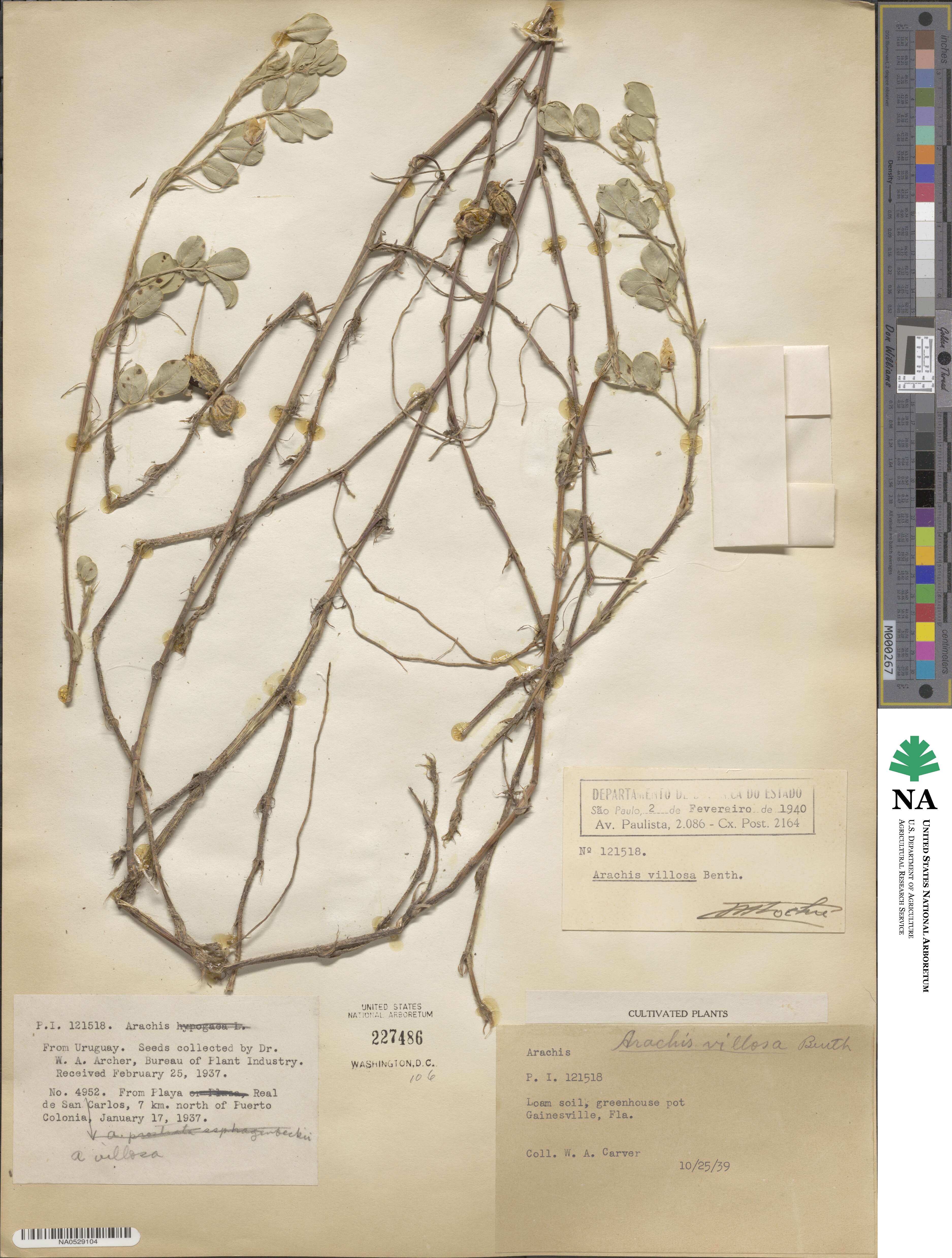 Arachis villosa image