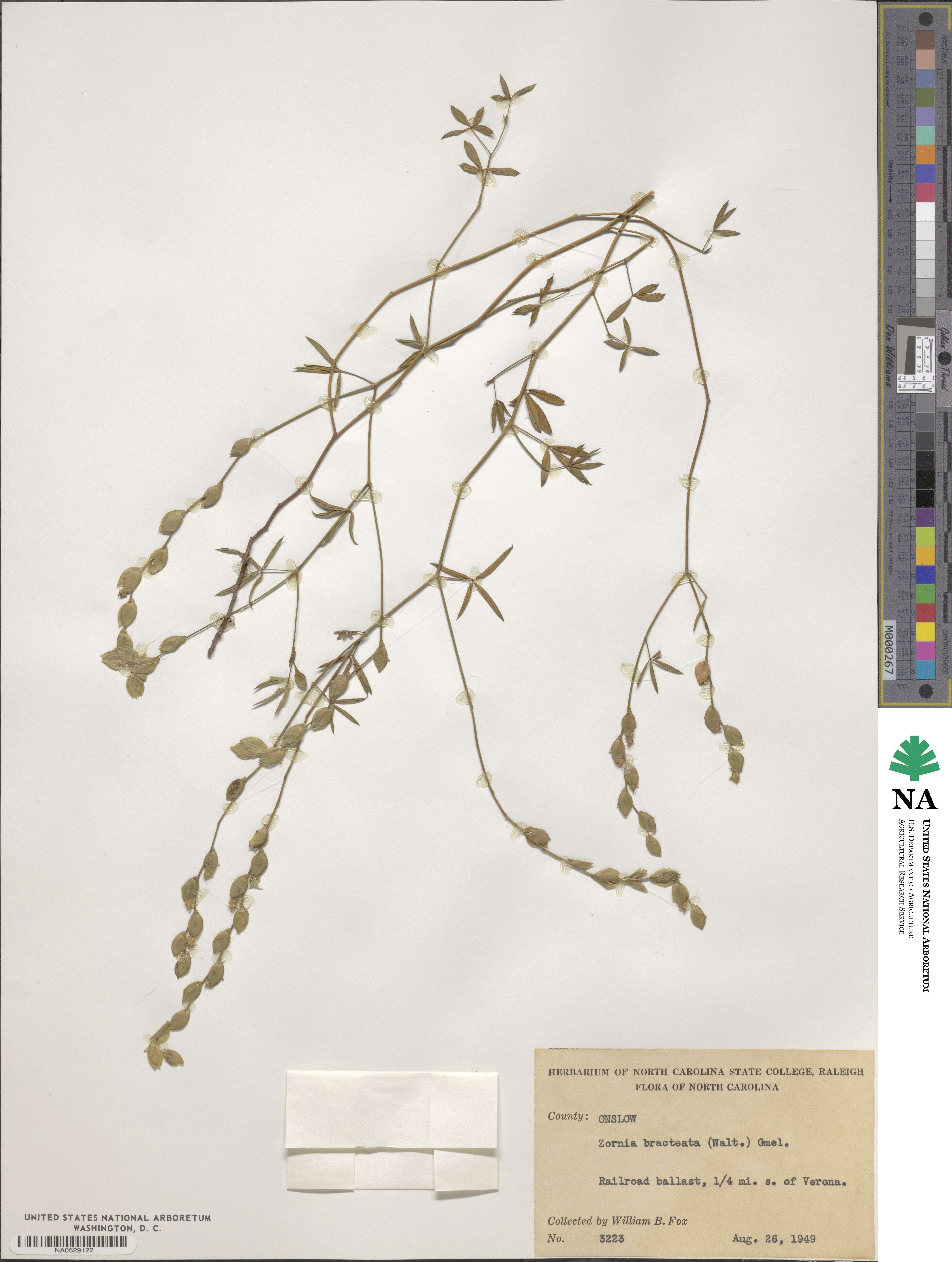 Zornia bracteata image
