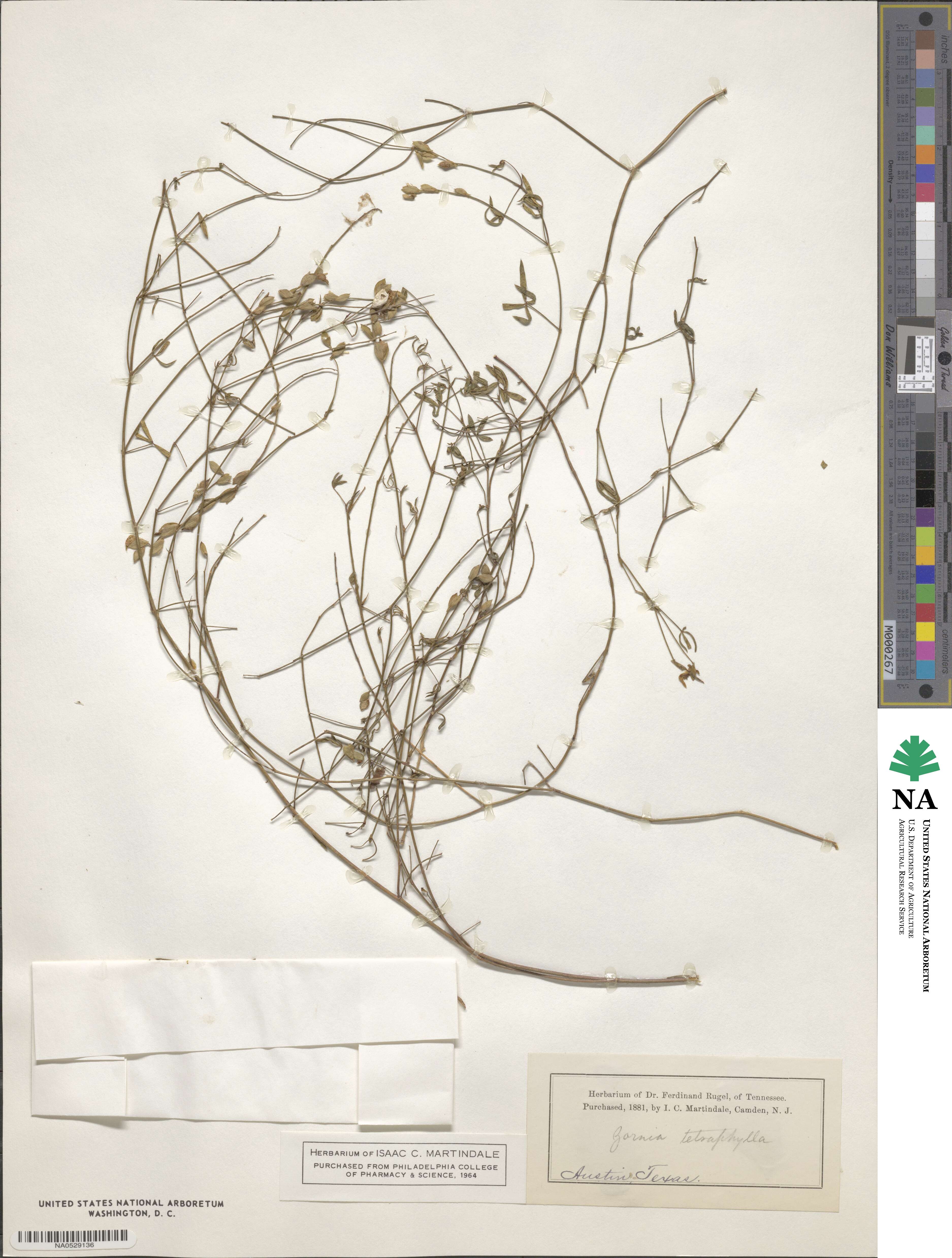 Zornia tetraphylla image