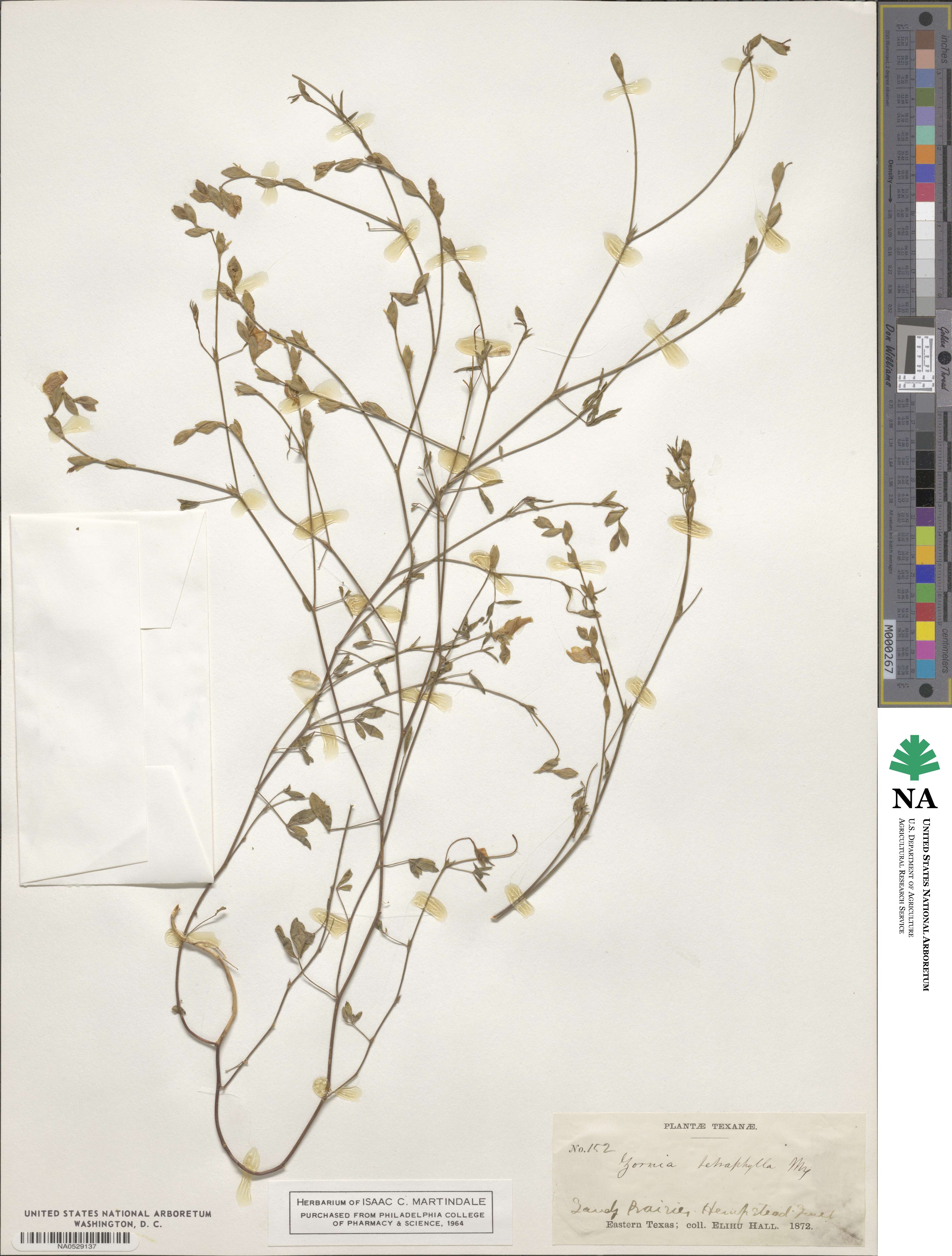 Zornia tetraphylla image