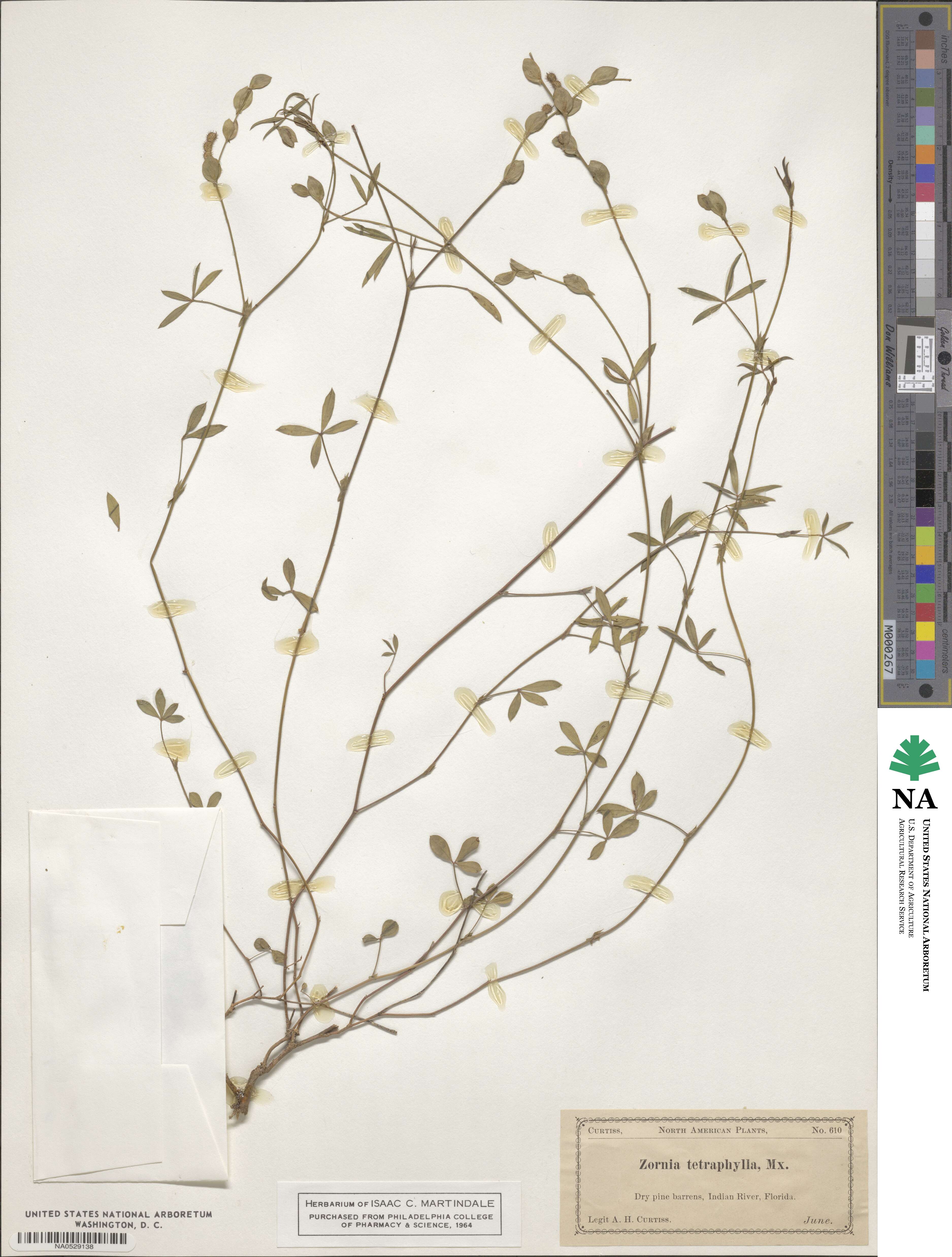Zornia tetraphylla image