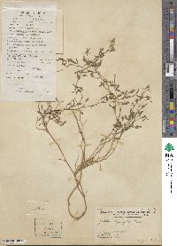 Zornia diphylla image