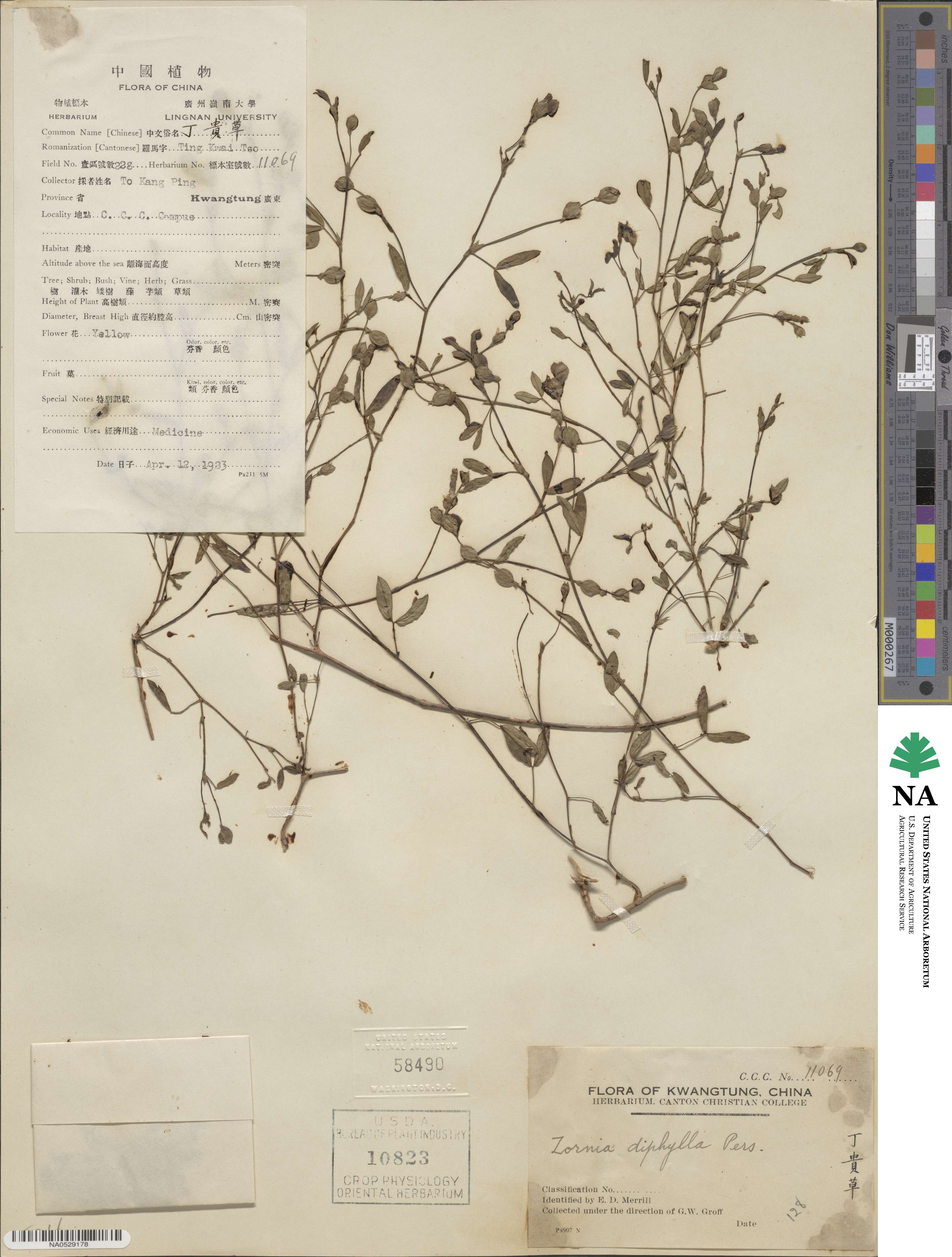 Zornia diphylla image