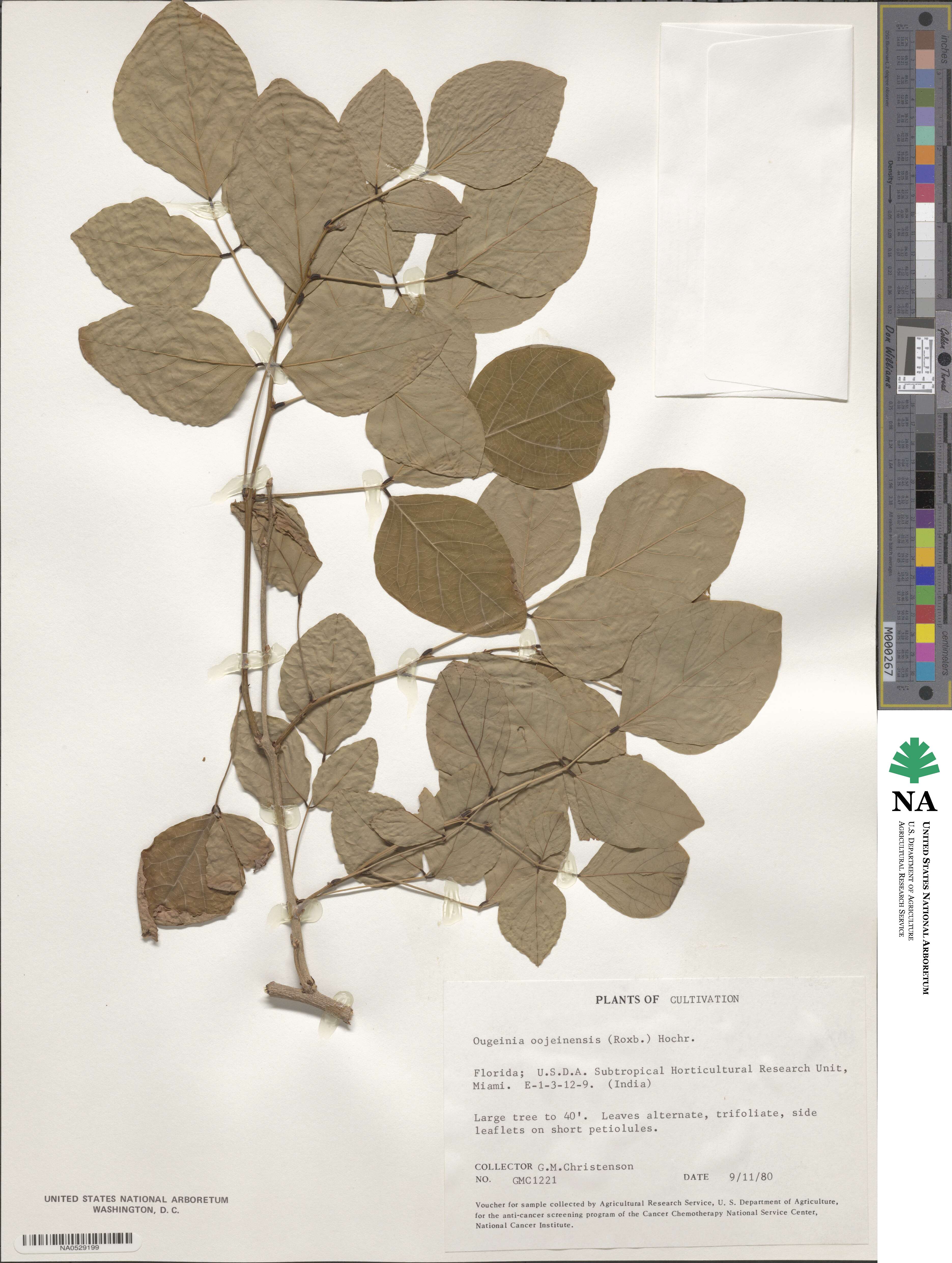 Ougeinia oojeinensis image