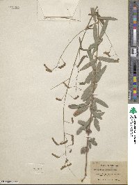 Image of Desmodium arizonicum