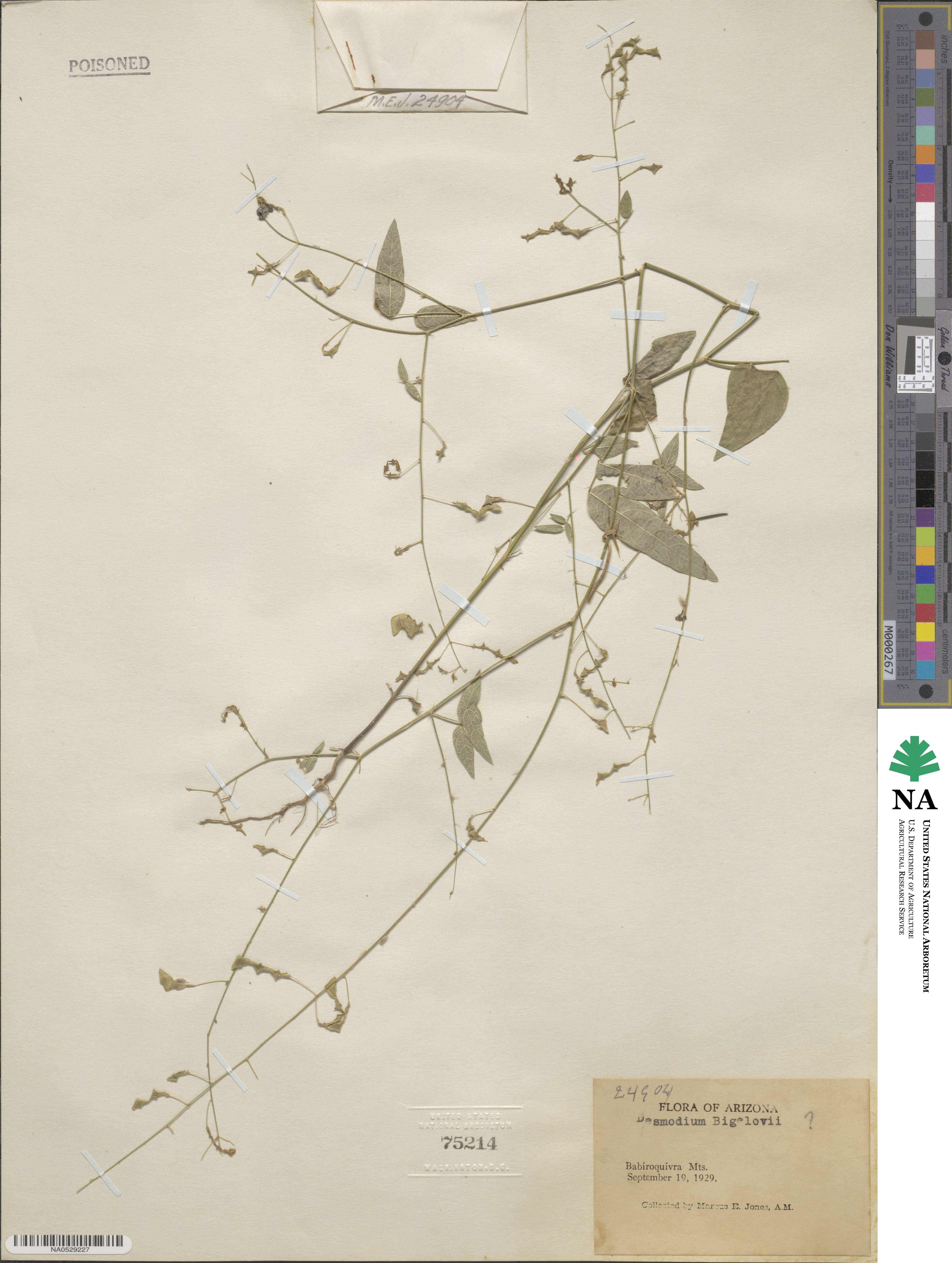 Desmodium procumbens var. neomexicanum image
