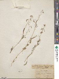 Desmodium procumbens var. neomexicanum image