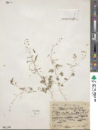 Desmodium procumbens image