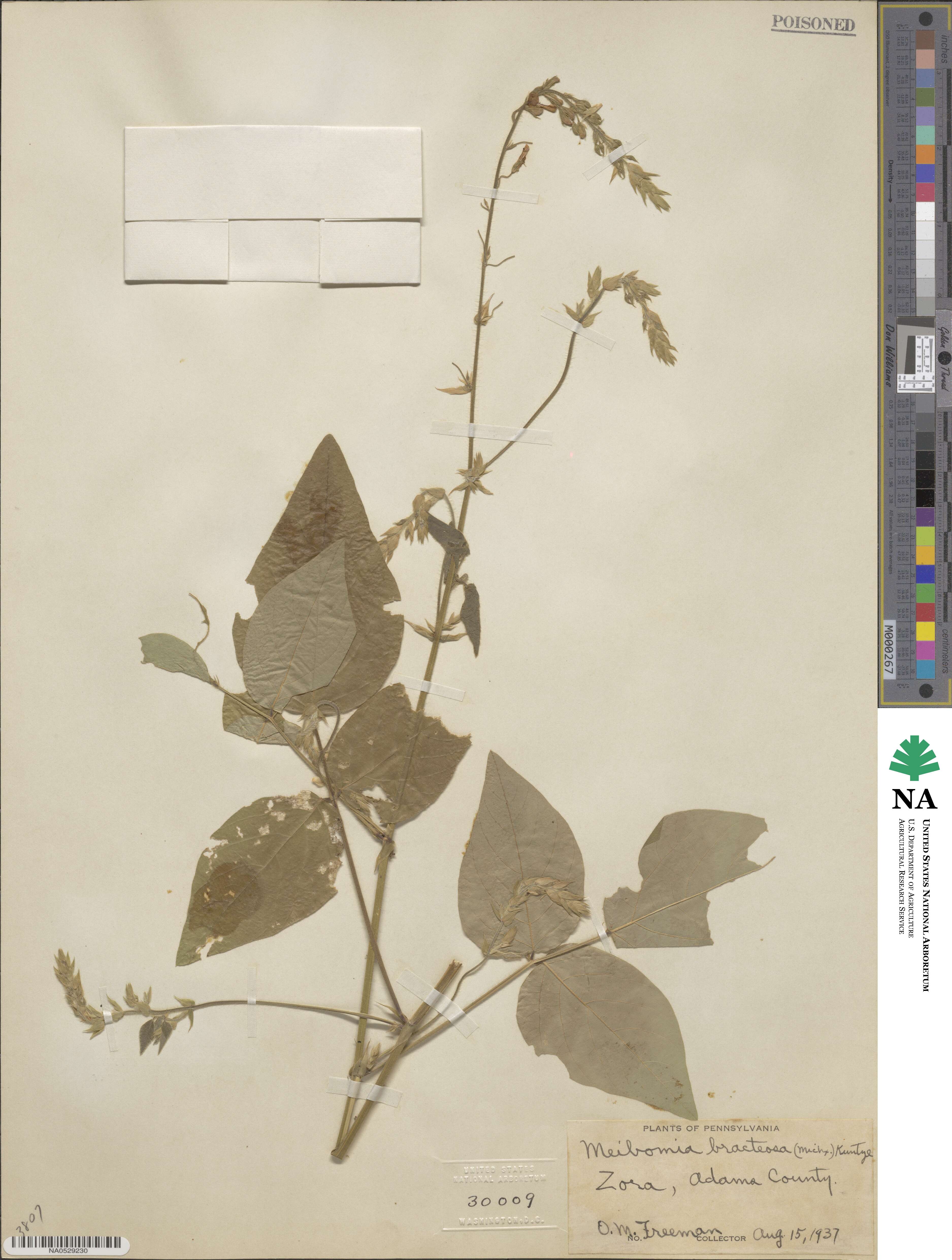 Hylodesmum glutinosum image