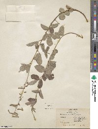 Desmodium incanum image