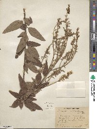 Desmodium canadense image