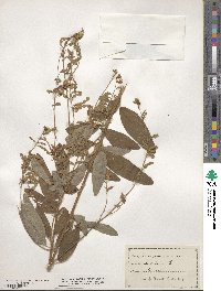 Desmodium canadense image