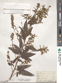 Desmodium canadense image