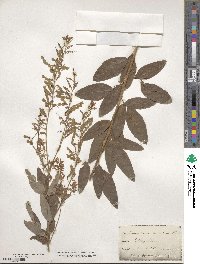 Desmodium canadense image