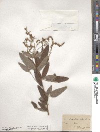 Desmodium canadense image