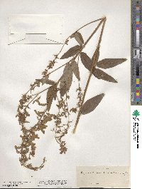 Desmodium canadense image