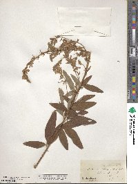 Desmodium canadense image