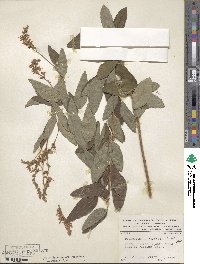 Desmodium canadense image