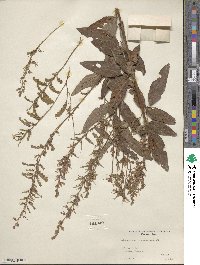 Desmodium canadense image