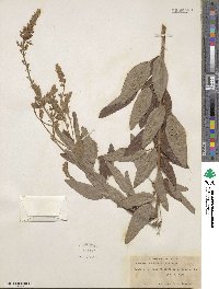 Desmodium canadense image