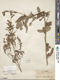 Desmodium canadense image