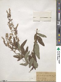 Desmodium canadense image