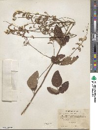 Desmodium canadense image