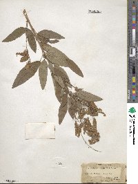 Desmodium canadense image