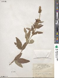 Desmodium canadense image