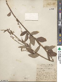 Desmodium canadense image