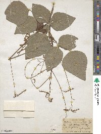 Desmodium canescens image