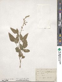 Desmodium canescens image