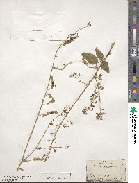 Desmodium canescens image