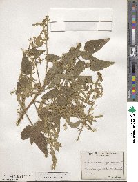 Desmodium canescens image