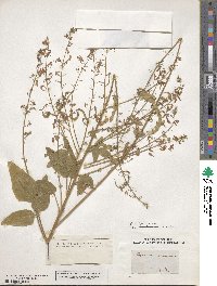 Desmodium canescens image