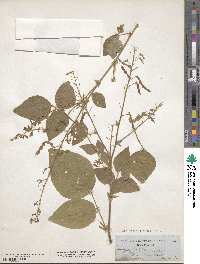 Desmodium canescens image